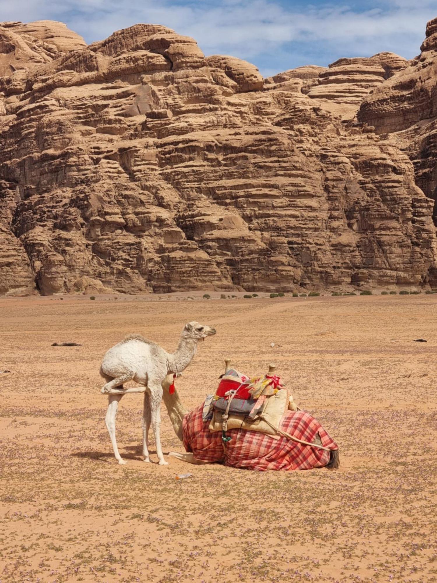 Hotel Kylie Magic Camp Wadi Rum Exterior foto