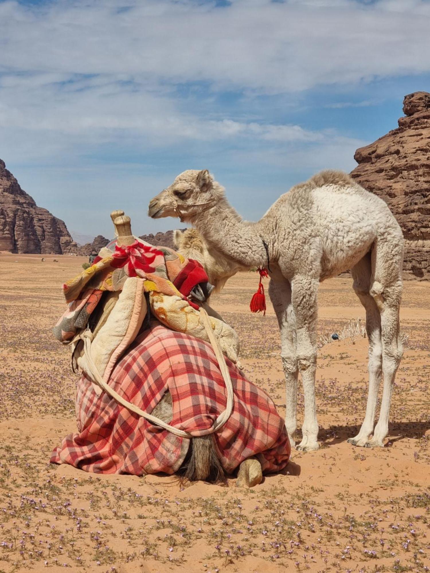 Hotel Kylie Magic Camp Wadi Rum Exterior foto